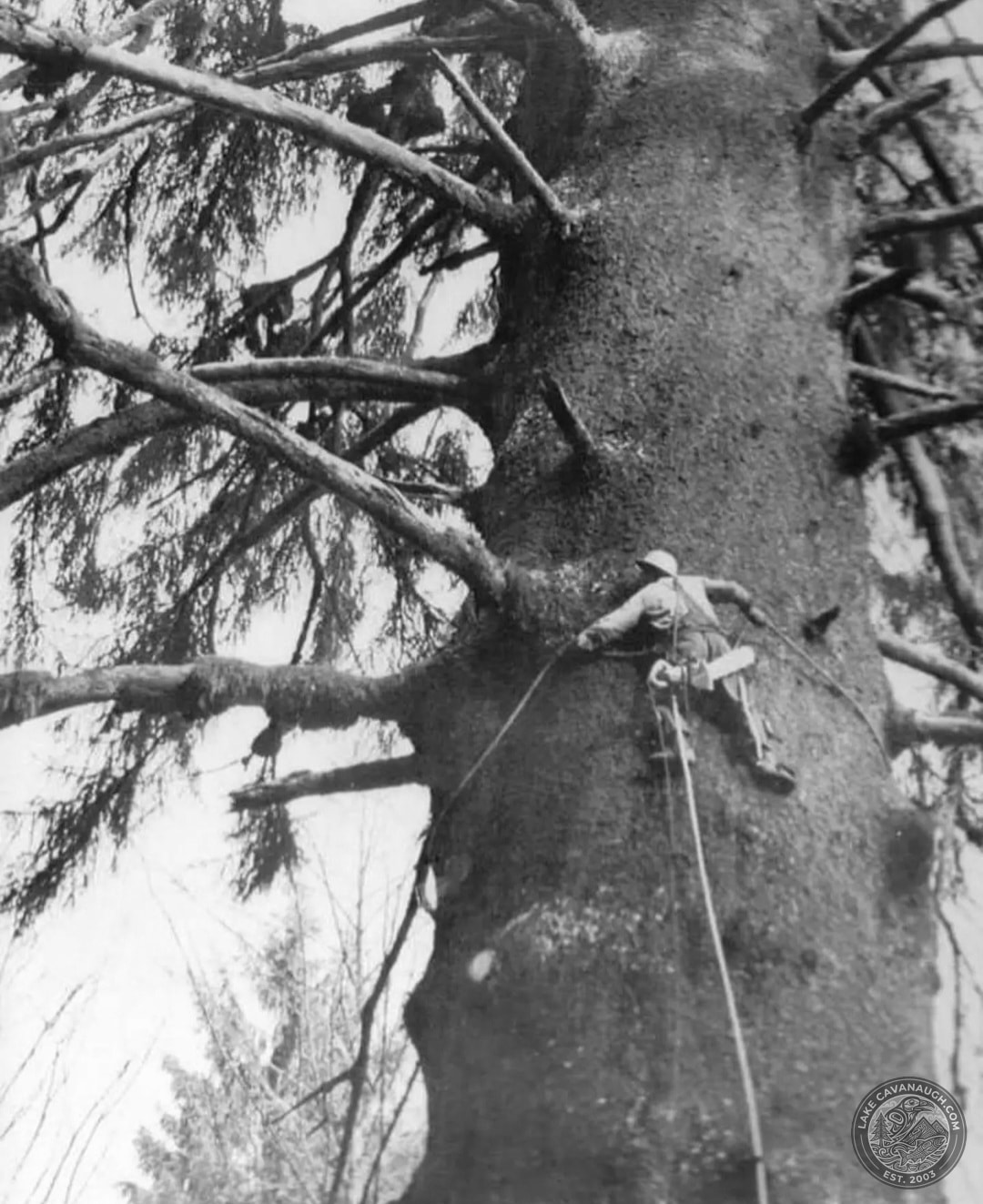 Logger working high on the trunk of a massive old-growth tree