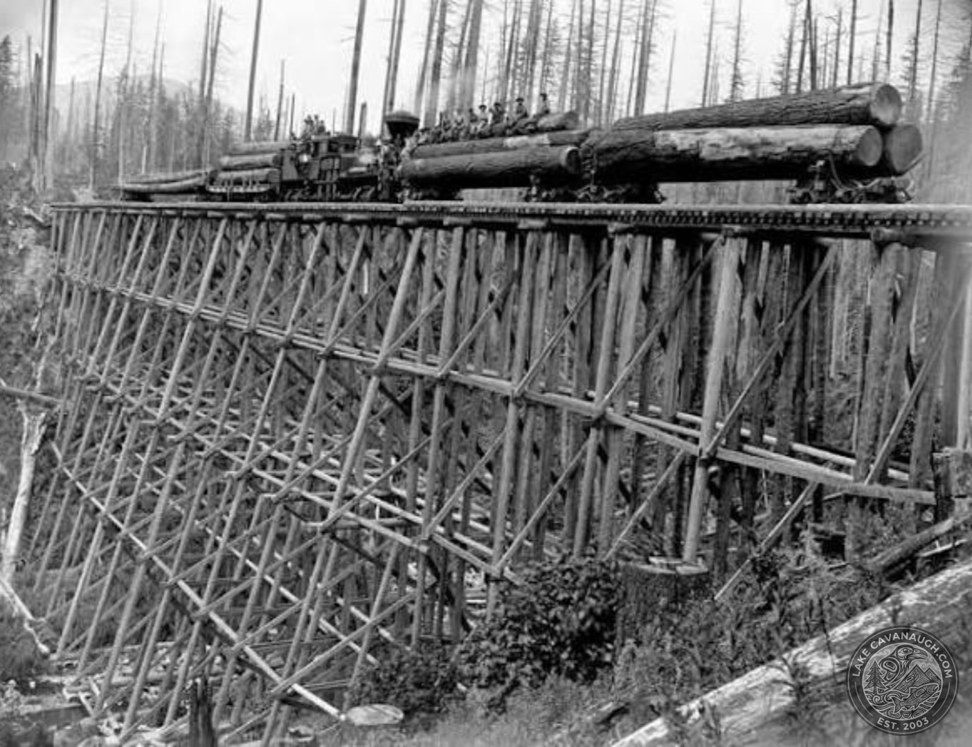 Logging train carrying large timber across a wooden railroad trestle